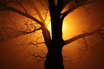 Abendliche Sonne hinter einem Baum